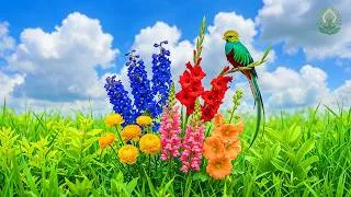 Thumbnail: (No Ads) Spring Piano Healing 🌸 Gentle Music for Deep Relaxation & Calm Mind
