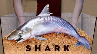 Thumbnail: 10 000 Maggots VS SHARK | How Quickly The MAGGOTS Eat a SHARK?