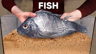 Thumbnail: 10 000 Maggots VS Fish | How Quickly The MAGGOTS Eat a Fish?