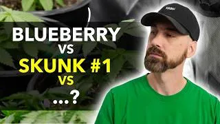 Thumbnail: Which of These 4 Strains Will Perform Best?