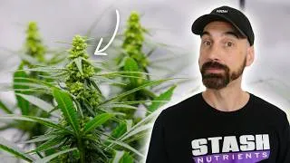 Thumbnail: Making Feminized Seeds With My Chill Out OG Strain