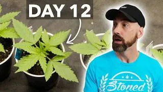 Thumbnail: This Is What Healthy Seedlings Should Look Like…