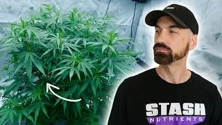 Thumbnail: Why I'm Growing a Mother Plant Like This…