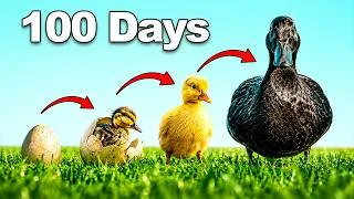 Thumbnail: I Hatched Baby Ducks For 100 Days