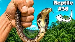 Thumbnail: I Searched for Reptiles in The Most Dangerous Jungle! 