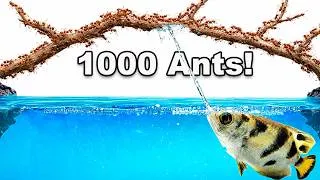 Thumbnail: 1,000 Ants Vs. Archer Fish!