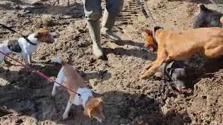Thumbnail: 600 RAT MASACURE ratting with terriers