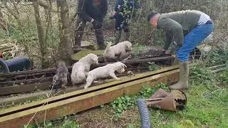 Thumbnail: rats rats rats!! ratting with terriers