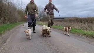 Thumbnail: terriers working the cover hard