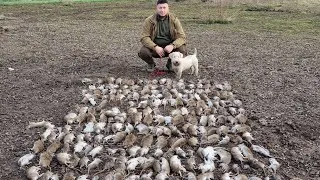 Thumbnail: 250 Rats less ratting with terriers
