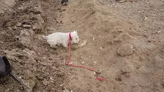 Thumbnail: ratting with terriers dog smashing rat