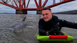 Thumbnail: Lone Wild Dolphin Under Forth Bridge in Scotland