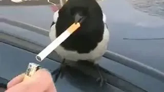 Thumbnail: Magpie smoking