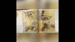 Thumbnail: The Honey Makers