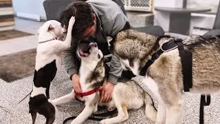 Thumbnail: Husky Puppy Playing – Fun at the Dog Café