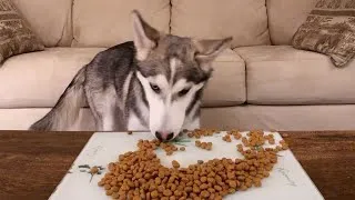 Thumbnail: Fast Eating Husky Puppy – Attempted ASMR