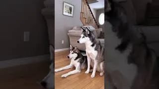 Thumbnail: Can Huskies Learn Different Languages?