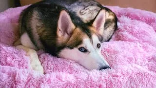 Thumbnail: Pupnaps Dog Bed Review – Siberian Huskies Test New Beds