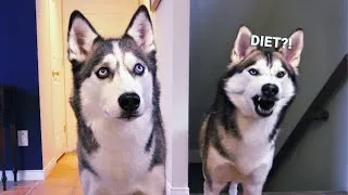 Thumbnail: Putting My Siberian Huskies On a Diet – Where Is The Food?