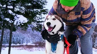 Thumbnail: Siberian Husky Snow Paradise – Unlimited Fun!