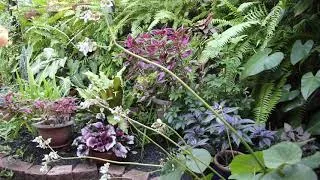Thumbnail: Work continues in the shade house garden - August 2025