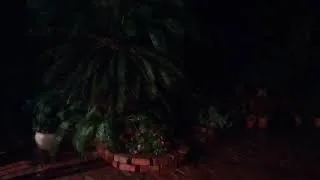 Thumbnail: Frog Song In The Courtyard Garden