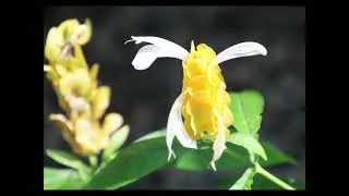 Thumbnail: My Dry Tropics Garden - November 2024 - End of Spring