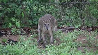 Thumbnail: Wet Wallaby