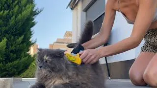 Thumbnail: Grooming My Cat 4K 🌿Soft Purring