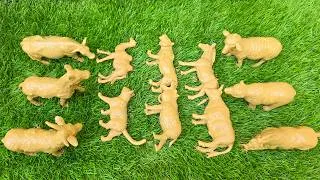 Thumbnail: Amazing Survival Skills of Farm and Zoo Animals in the Sandbox 🐄🦁