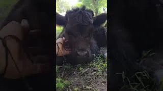 Thumbnail: This Week On The Farm w/ Highland Cows, Chickens, Bunnies, Cats & Dogs | August 21-27, 2026