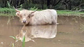 Thumbnail: This Week On The Farm w/ Highland Cows, Chickens, Bunnies, Cats & Dogs | August 14-20, 2026