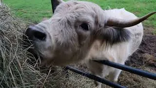 Thumbnail: Our Highland Bridgett Has Mastitis & Now We're Missing a Chicken | Farm Vlog Where Every Day Is A ?