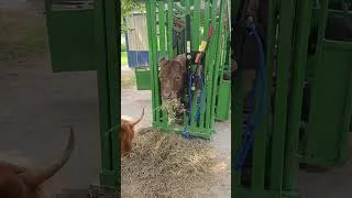 Thumbnail: This Week On The Farm w/ Highland Cows, Chickens, Bunnies, Cats & Dogs | August 7-13, 2026