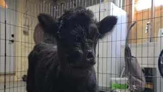 Thumbnail: Highland Calves in the Basement! Farm Vlog Where Life Gets Crazy With Such High Temperatures