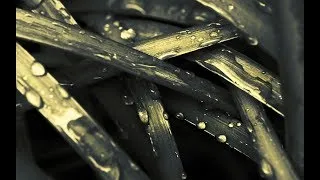 Thumbnail: Ludwig van Beethoven - Melody of Tears (1 HOUR)