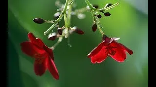 Thumbnail: Ludwig van Beethoven - Melody of Love (1 HOUR)