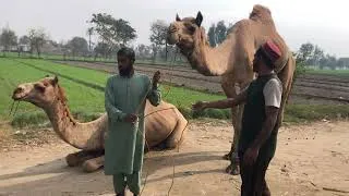 Thumbnail: Beautiful camel video 