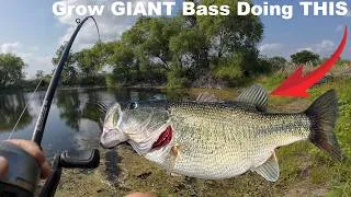 Thumbnail: We Culled The Bass Out Of Our Pond To Grow GIANTS {Catch Clean Cook}
