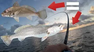 Thumbnail: Croaker Fishing For Giant TROUT {Catch Clean Cook}