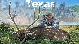 Thumbnail: Bow Hunting Free Range AXIS In TEXAS {RUT ACTION}