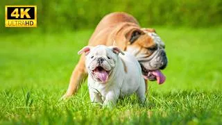 Thumbnail: Baby Animals in 4K | Pure Relaxation and Stress Relief
