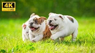 Thumbnail: Baby Animals - A Heartwarming Journey of Puppies and Kittens in Stunning 4K | Serene Nature Escape