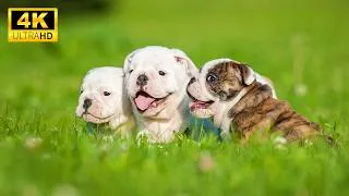 Thumbnail: Baby Animals 4K | Adorable Puppies, Kittens & Lemurs to Ease Stress