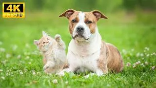 Thumbnail: Sweet Baby Animals in 4K 🐶 | Peaceful Landscapes and Gentle Piano Music