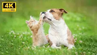 Thumbnail: Peaceful Baby Animal Moments | Interesting Moments in the Lives of Your Garden Animals with Music