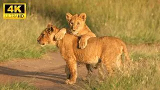 Thumbnail: Wild Babies of the Forest, Ocean & Savannah in 4K – Relaxing Scenic Nature Experience