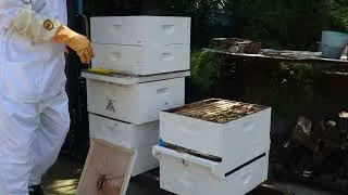 Thumbnail: Hive Opening 2026-03-21