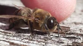 Thumbnail: Dying drone