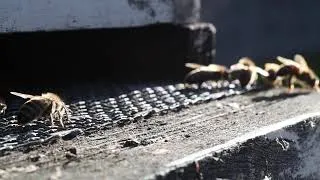 Thumbnail: More Hive Entrance Hangout